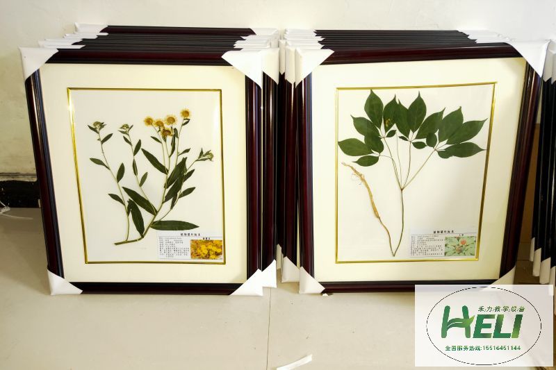 植物臘葉標本 旋覆花 人參標本