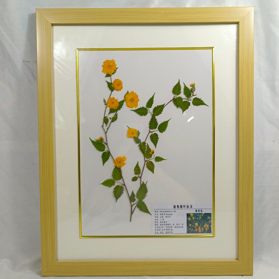 植物標(biāo)本 棣棠花臘葉標(biāo)本 教學(xué)標(biāo)本