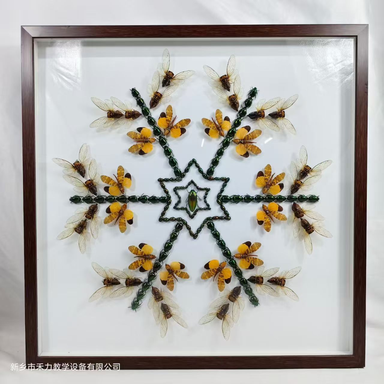 蝴蝶自然藝術(shù)裝飾畫(huà)  標(biāo)本展覽