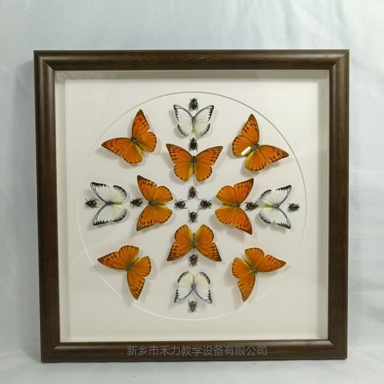 蝴蝶自然藝術(shù)裝飾畫(huà)    標(biāo)本展覽