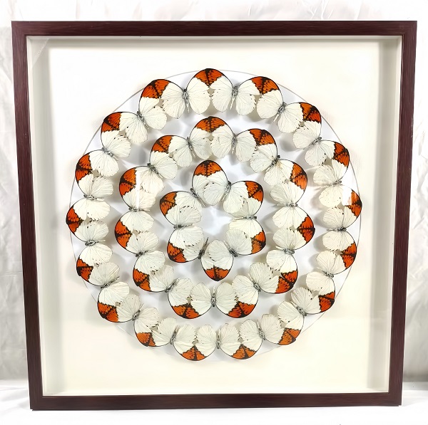 蝴蝶自然藝術(shù)裝飾畫(huà) 標(biāo)本展覽