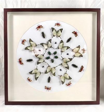 蝴蝶自然藝術(shù)裝飾畫(huà) 標(biāo)本展覽