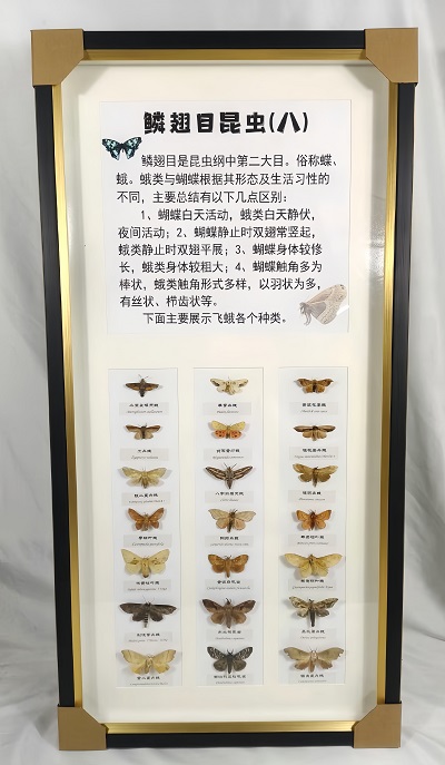 夜行者   鱗翅目昆蟲(chóng)標(biāo)本展